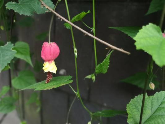 蔓性风铃花的养殖方法