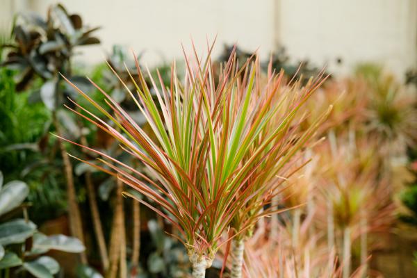 千年木怎么浇水