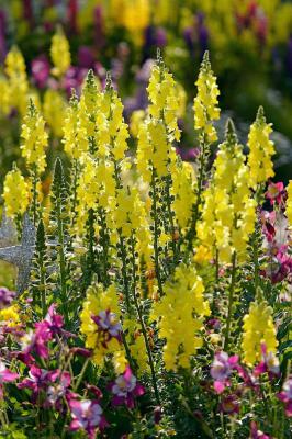 金鱼草怎么浇水，操作方法很重要！