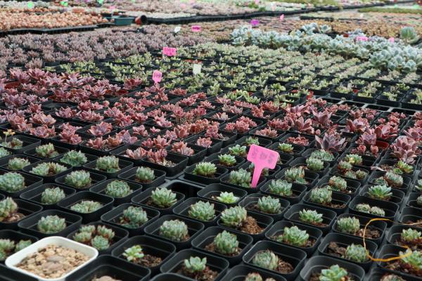 多肉浇水方法大全，这几个小技巧你可能没见过！