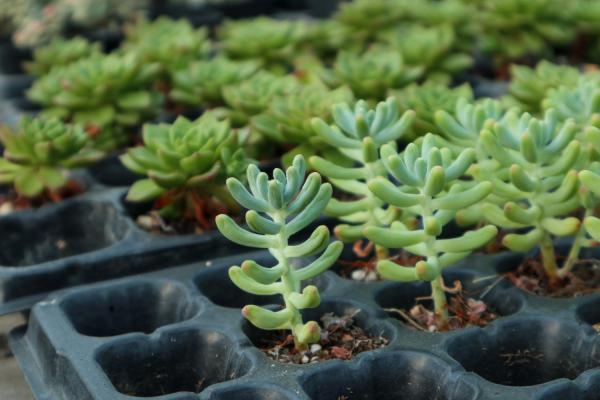 乙女心怎么浇水