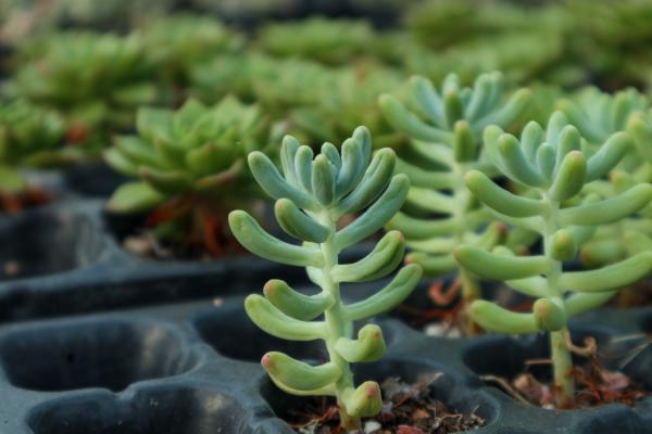 乙女心怎么繁殖