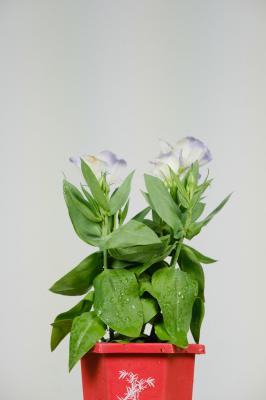 洋桔梗的土壤选择与施肥