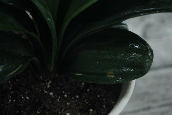 君子兰怎么养？这样养一年开花3次！