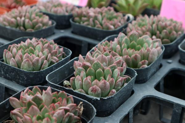 多肉红宝石怎么浇水