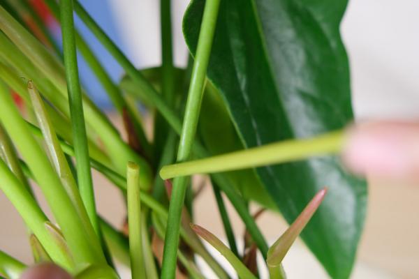 红掌怎么养?这么养花朵艳丽叶子鲜亮!