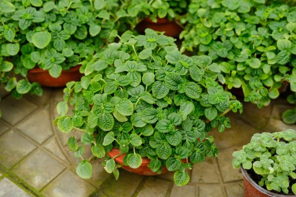 吸毒草怎么修剪