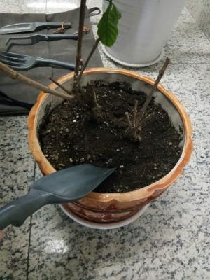 只需3招，蟹爪兰君子兰越长越旺，花朵咕噜噜冒不停！