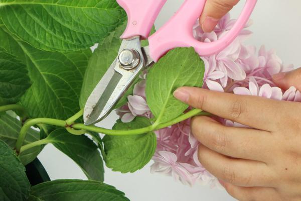 无尽夏怎么施肥