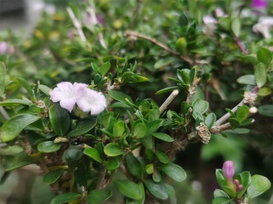 六月雪怎么浇水