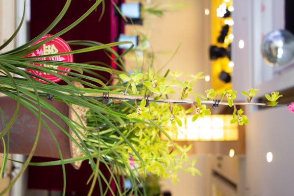 兰花夏天多久浇一次水