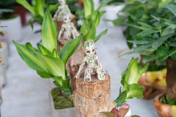 巴西木怎么扦插