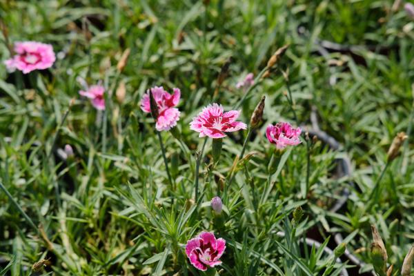 石竹怎么施肥，这样施肥轻松爆盆！