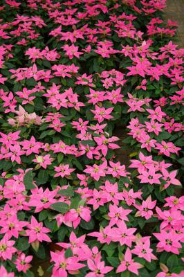 一品红怎么施肥，这样做花超艳！