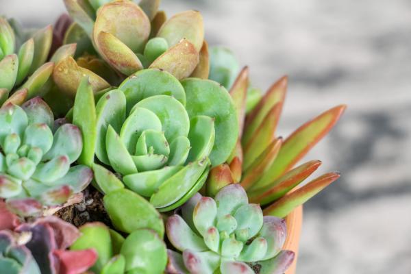 你家多肉绿不拉几，人家的美成调色板，居然就因为这件小...