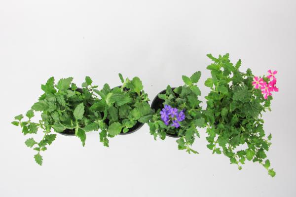 美女樱怎么施肥，这样施肥轻松长成一片！