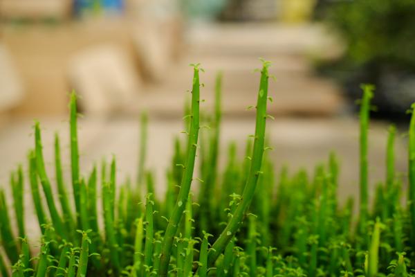 光棍树怎么修剪