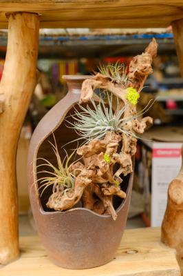 空气凤梨怎么施肥