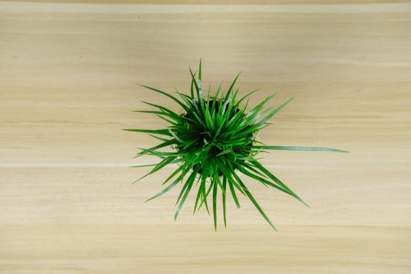 菖蒲什么时候换盆？