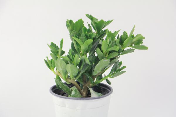 学了这几招，长寿能开大半年，花比叶子都多！