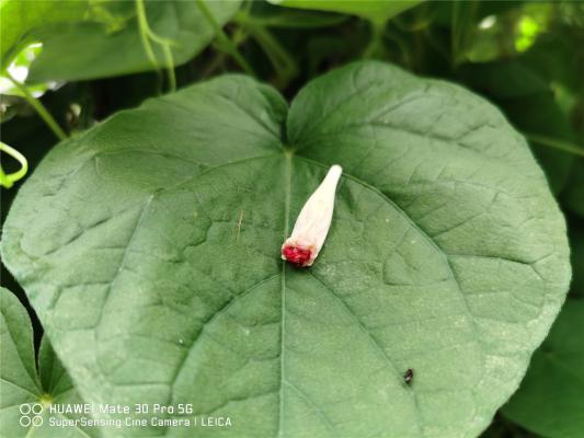 牵牛花怎么浇水