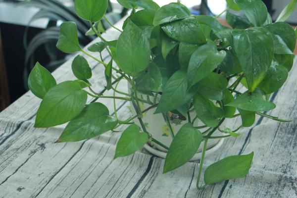 她家的绿萝都爬上房顶了!轻松三步你也能养出来