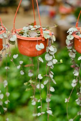 爱之蔓怎么浇水