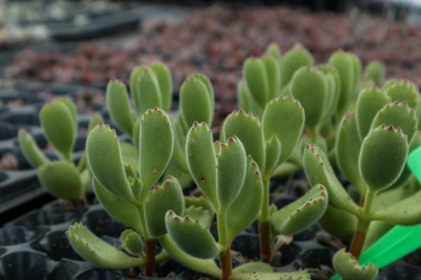 熊童子徒长怎么办