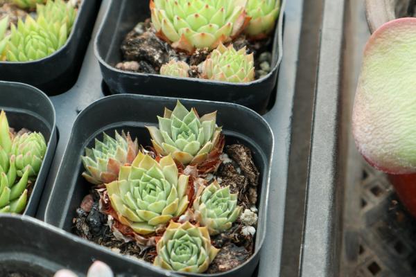 秋天的多肉你都养不活？看看是不是中了这几招！