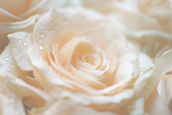 月季花期长花又美，它比月季还漂亮一年四季都能欣赏