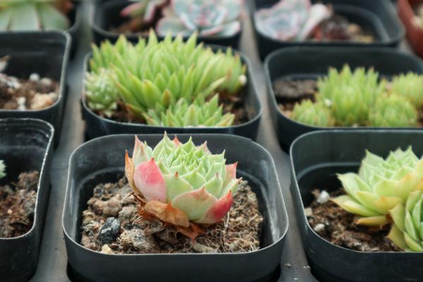 如何判断多肉需要换盆