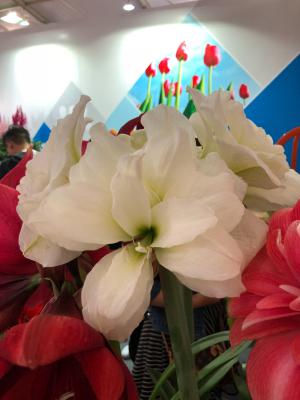 朱顶红只长叶子不开花怎么办