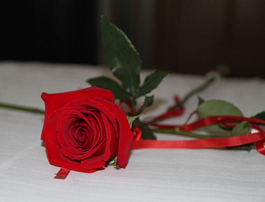 月季花的花期怎么护理