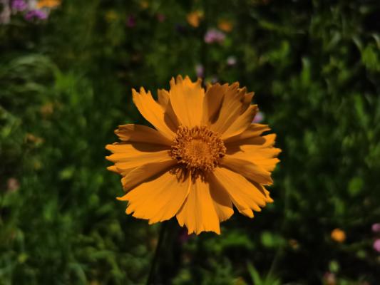 菊花夏季怎么养护？