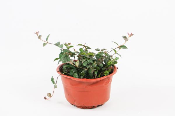 盆栽花叶络石怎么修剪