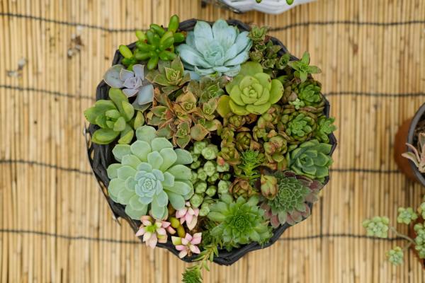 多肉植物如何播种