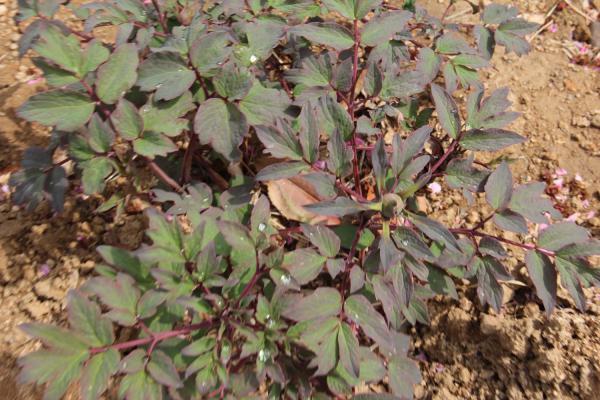 牡丹什么时候开花