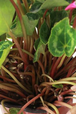 仙客来一年开几次花