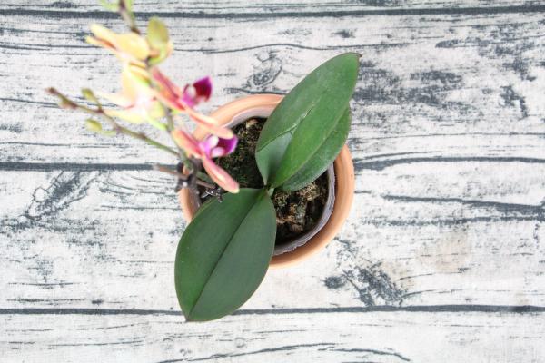 蝴蝶兰冬季怎么浇水