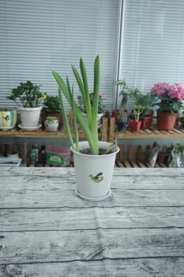 风信子怎么浇水