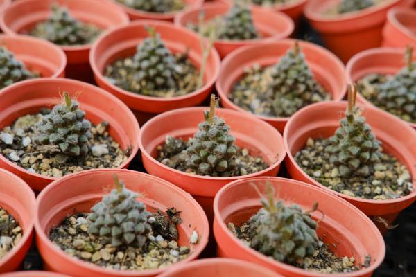 多肉适合室内种植吗