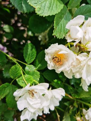 蔷薇花可以盆栽吗