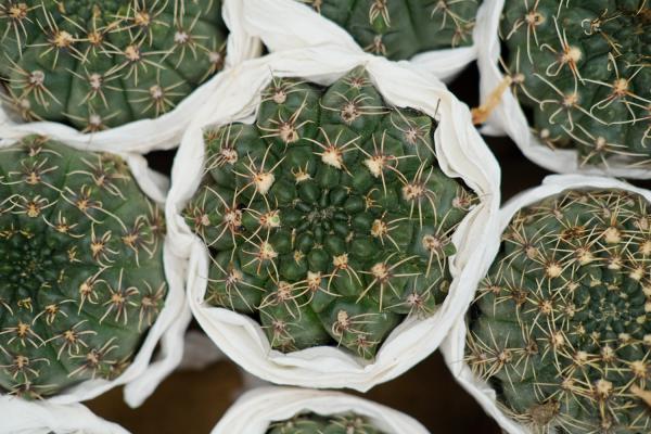 仙人球怎么施肥才正确