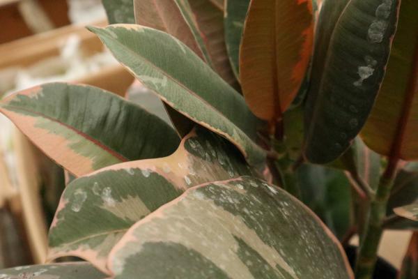 橡皮树怎么繁殖，这样繁殖更易成活！