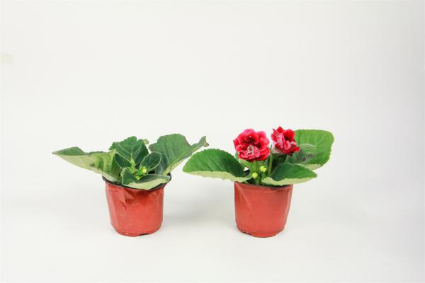 大岩桐怎么施肥？这样施肥长势更好！