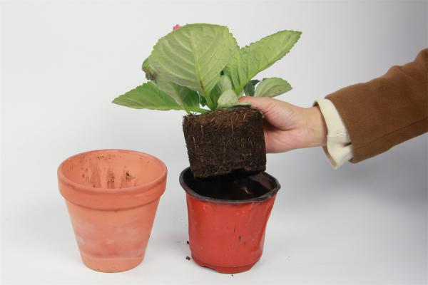 大岩桐怎么浇水，这样浇水花开的更鲜艳！