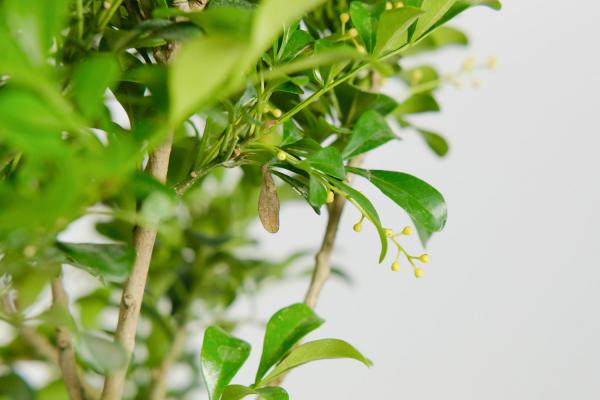 米兰夏天怎么养，这样养花美叶绿超好看！