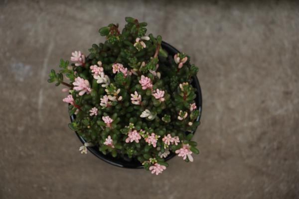 虹之玉长高了怎么修剪