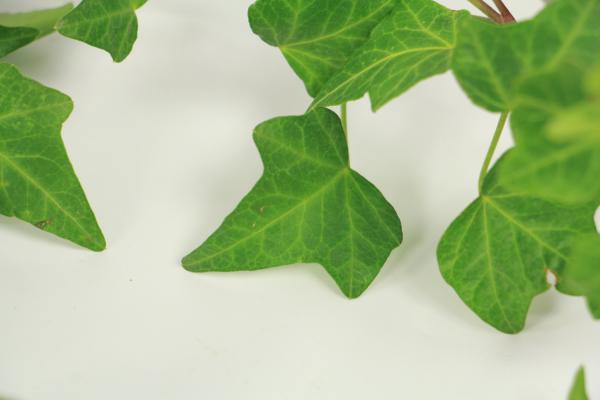 常春藤怎么施肥，这样做效果超好！