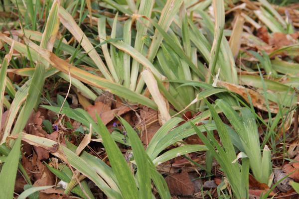 鸢尾这样施肥，爱开花叶还壮！